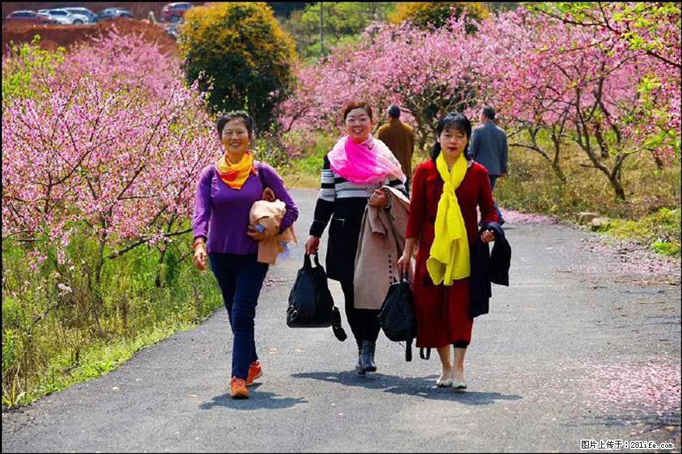 【春天,广西桂林灌阳县向您发出邀请!】官庄村有个醉美的桃花园 - 游山玩水 - 孝感生活社区 - 孝感28生活网 xiaogan.28life.com