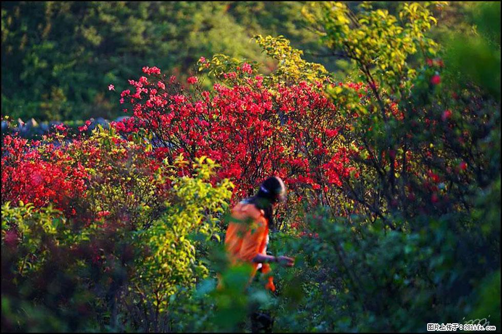 【春天，广西桂林灌阳县向您发出邀请！】春木界上映山红 - 游山玩水 - 孝感生活社区 - 孝感28生活网 xiaogan.28life.com