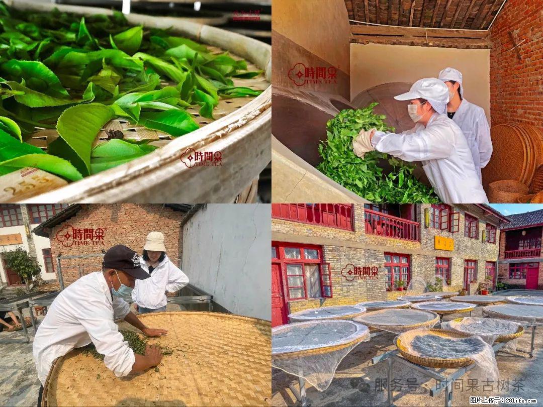 时间果百年古树龙珠普洱生茶 - 购物交流 - 孝感生活社区 - 孝感28生活网 xiaogan.28life.com