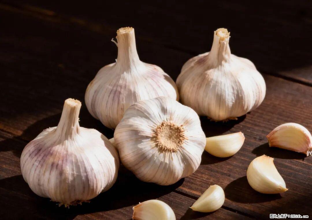 关于大蒜，除了“天然抗生素”，这4个谣言更该警惕! - 孝感生活资讯 - 孝感28生活网 xiaogan.28life.com