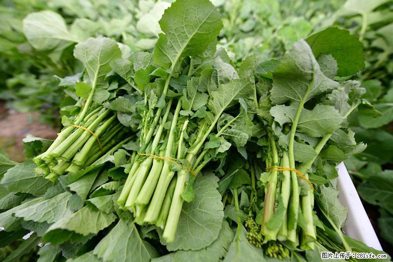 这些蔬菜是“天然钙片”，这6种被医生重点推荐 - 孝感生活资讯 - 孝感28生活网 xiaogan.28life.com